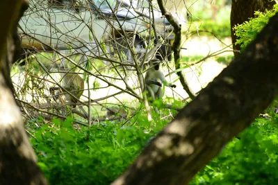 DSC_7867 (Large).JPG